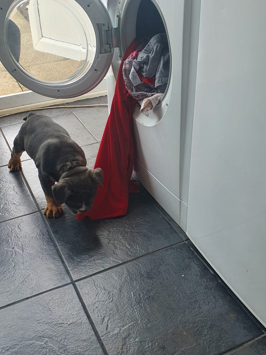 BullyCheeto's tweet image. Helping with the washing today! 
A dogs work is never done 🐾
#washdaywednesday #puppylife #puppiesoftwitter #puppiesofinstagram #oldeenglishbulldogge #cutepuppy #cheeto