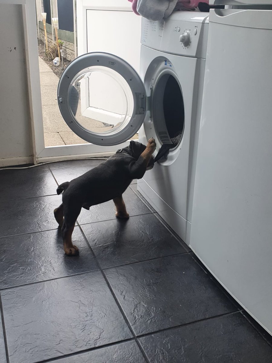 BullyCheeto's tweet image. Helping with the washing today! 
A dogs work is never done 🐾
#washdaywednesday #puppylife #puppiesoftwitter #puppiesofinstagram #oldeenglishbulldogge #cutepuppy #cheeto