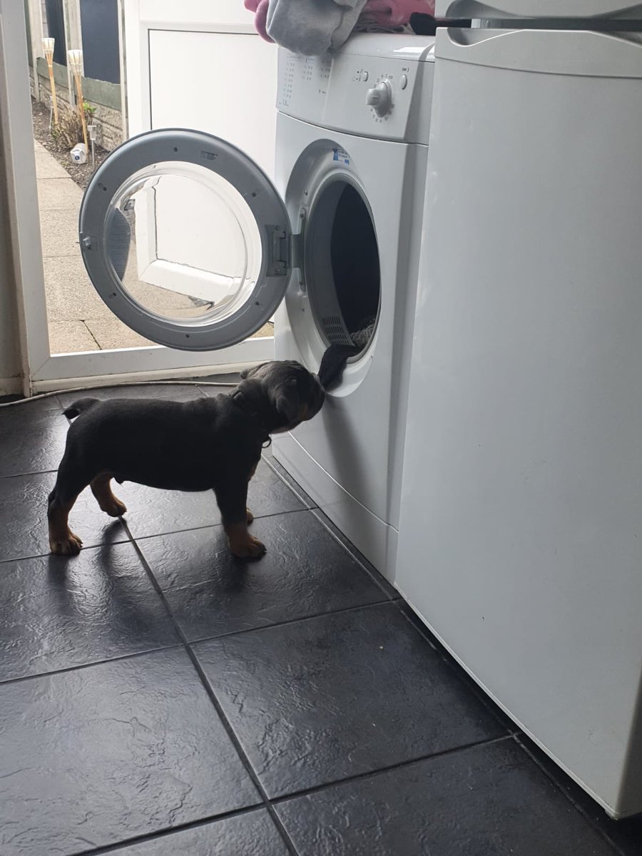 BullyCheeto's tweet image. Helping with the washing today! 
A dogs work is never done 🐾
#washdaywednesday #puppylife #puppiesoftwitter #puppiesofinstagram #oldeenglishbulldogge #cutepuppy #cheeto