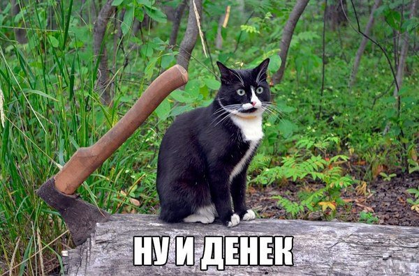 Соваче tweet media
