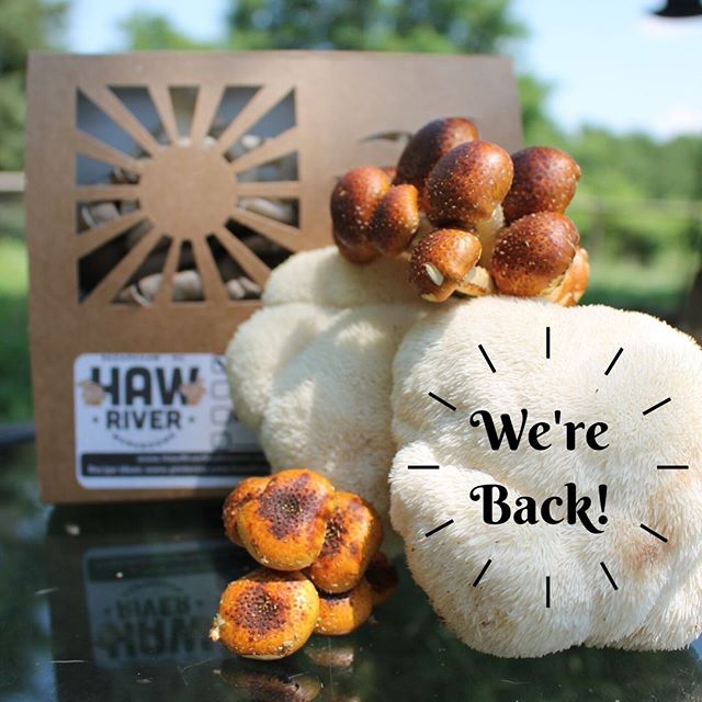 We are back at all 4 markets this week! 
Get your preorders in now for quick pick up or we will see you there with gorgeous golden oysters as well as a variety of our other fresh mushrooms.
Durham Farmers' Market , Chapel Hill Farmers' Market, The South Durham Farmers' Market, Gr