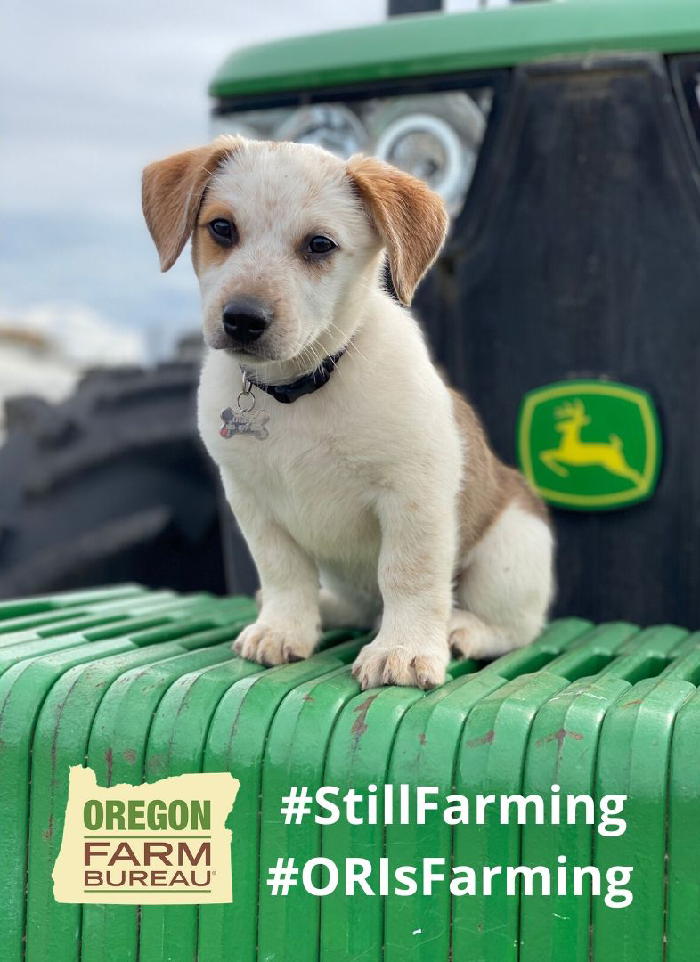 OreFarmBureau's tweet photo. Ollie, a new member of Clackamas County Farm Bureau and fan of John Deere tractors, is ready to get to work! #StillFarming #ORIsFarming #ORIsRanching #farmdog #ranchdog #dogslife #johndeere #tractor #wednesdaymorning https://t.co/AIOpWLNn6k