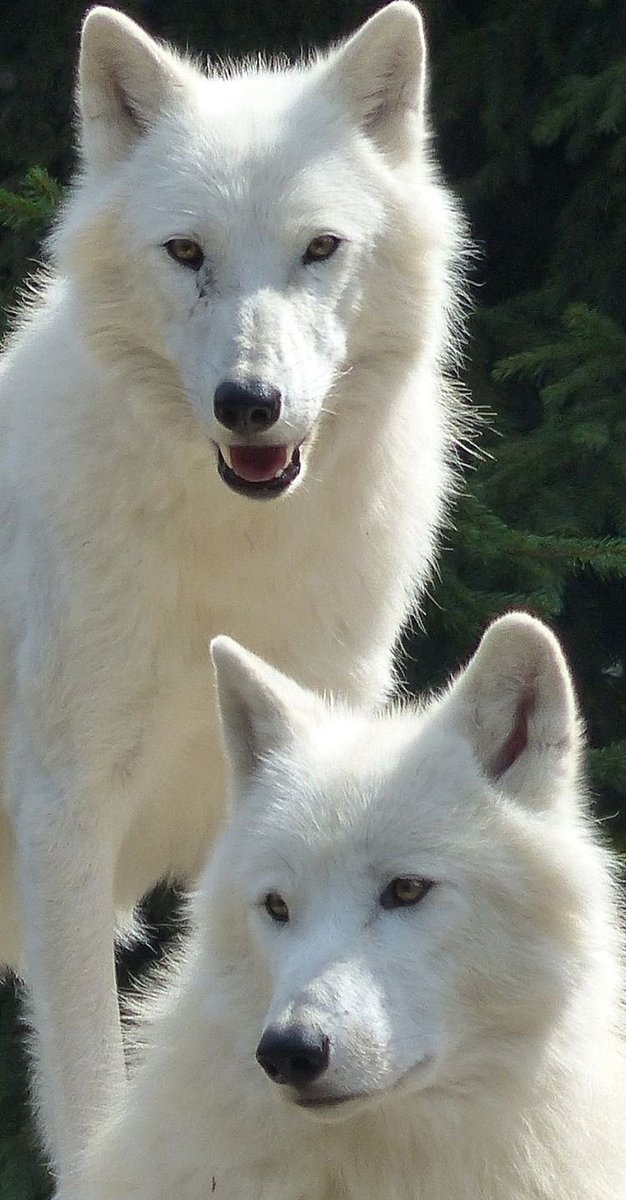 evelyn_m_k's tweet photo. Hello Pack, how is everyone? โค๏ธ๐๐บ๐ป @Nokomaq @DianeRedelinghu @MiriBen2 @nkDarkDrgmailc1 @GichiGumee @hugwildlife @rotrujo @Graywolf080458 @DerekPa56710094 #SaveWolvesBears #BanTrophyHunting #AdoptaNoCompres #BanIditQuest ๐บ๐ธ๐จ๐ฆ https://t.co/IOpxMPPqjx