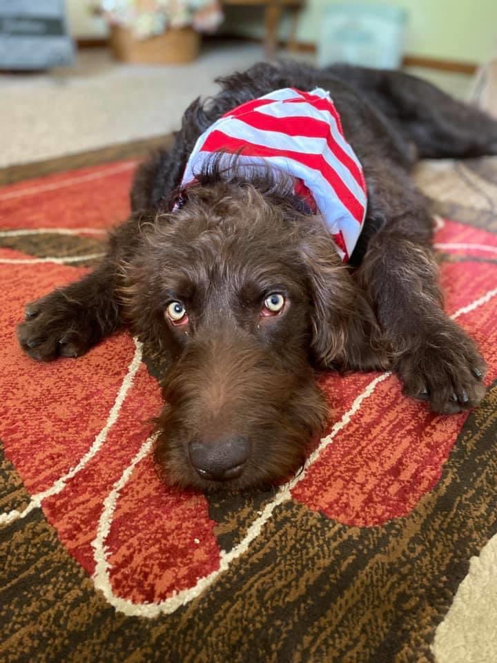 PGIdogs's tweet photo. Does your dog have a favorite spot to take a nap? Post in comments your dogs favorite spot to take a nap!
#naptime #sleepyservicedogs #workhardsleephard https://t.co/9rUkx0ysBW