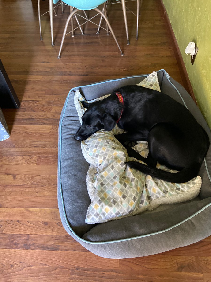 PGIdogs's tweet photo. Does your dog have a favorite spot to take a nap? Post in comments your dogs favorite spot to take a nap!
#naptime #sleepyservicedogs #workhardsleephard https://t.co/9rUkx0ysBW