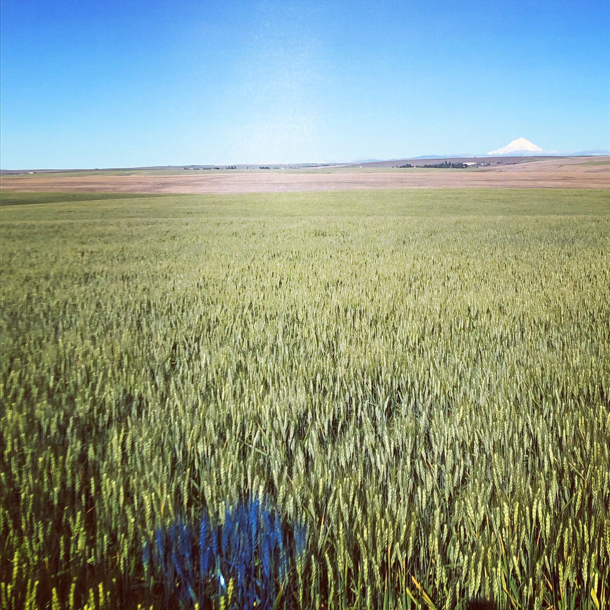 Painting season🌾 harvest and seed season just around the corner!