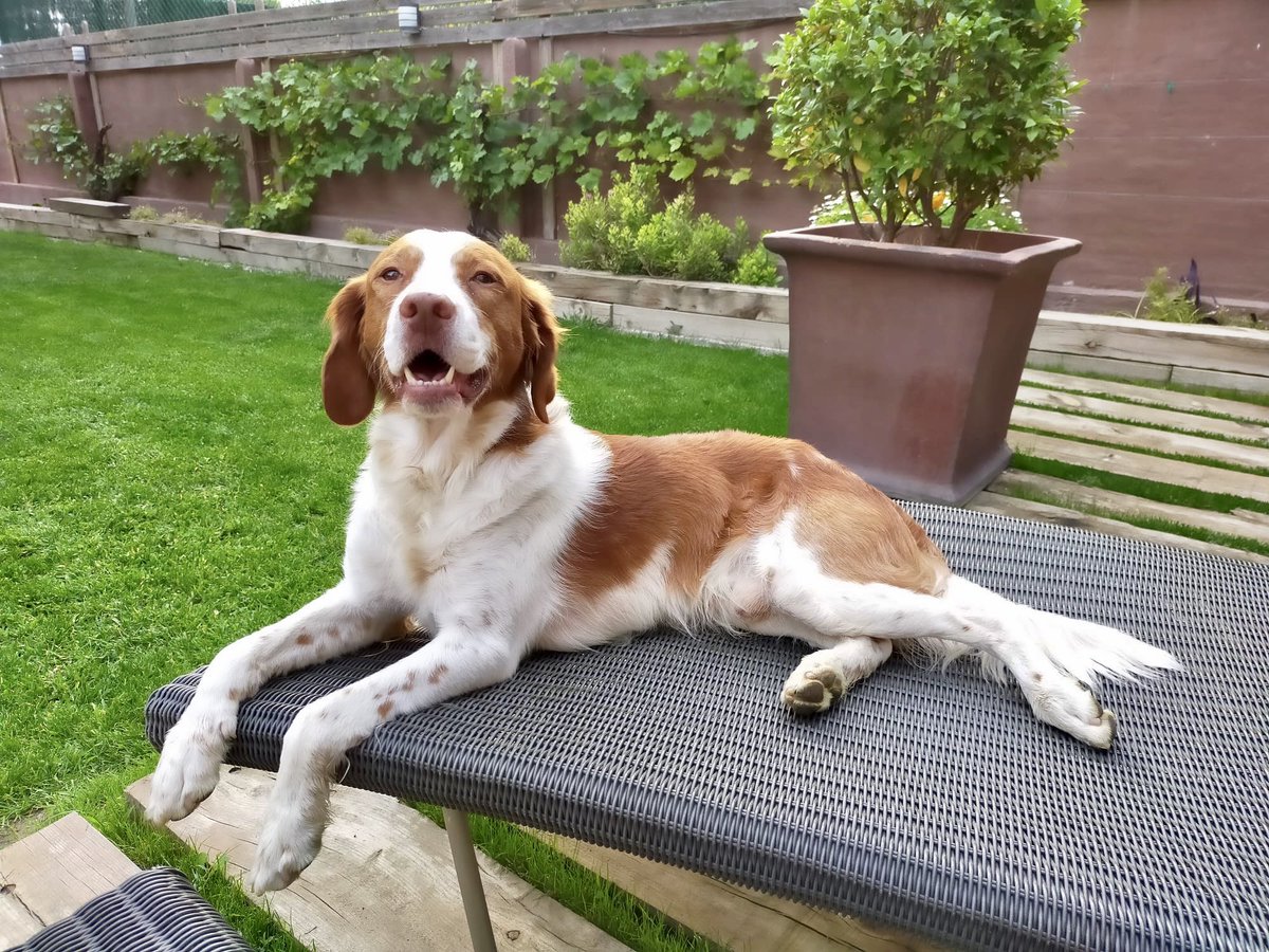 NameAgency_com's tweet photo. My dog’s face when a nice offer for a domain hits my inbox. #domainnames #nameagency https://t.co/GJ0NptKOqb