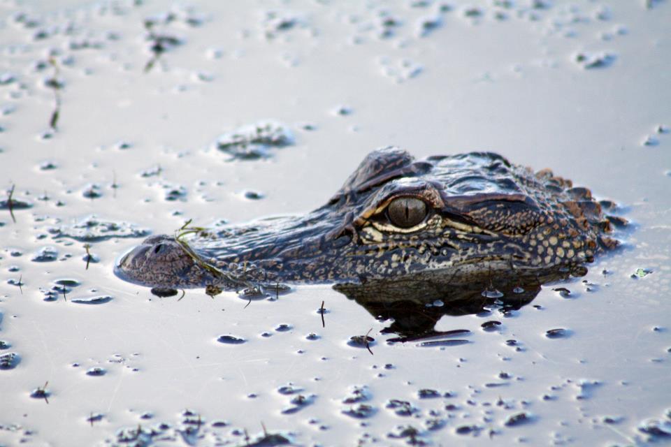 Also that, no, they haven't stayed the same for millions of years, so stop calling them "living fossils". Just go ahead and strike that phrase from your lexicon entirely. #WorldCrocDay