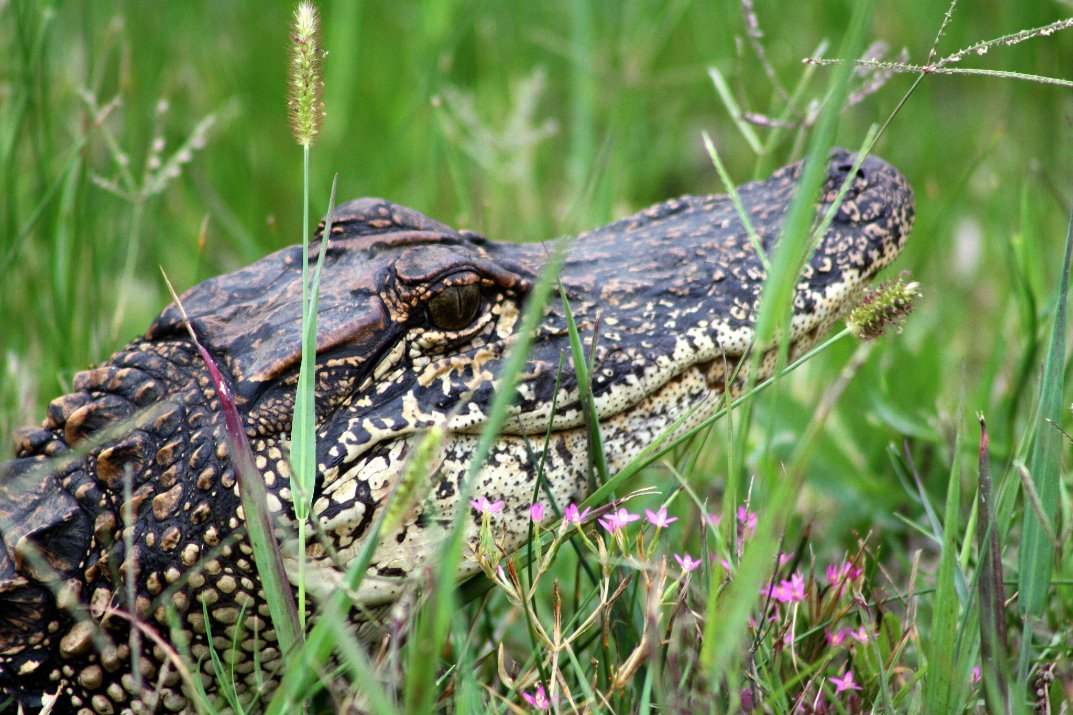 Now go follow the hashtag to hear more about the amazing, diverse history of crocodylians and their extinct relatives from a whole host of croc researchers! #WorldCrocDay