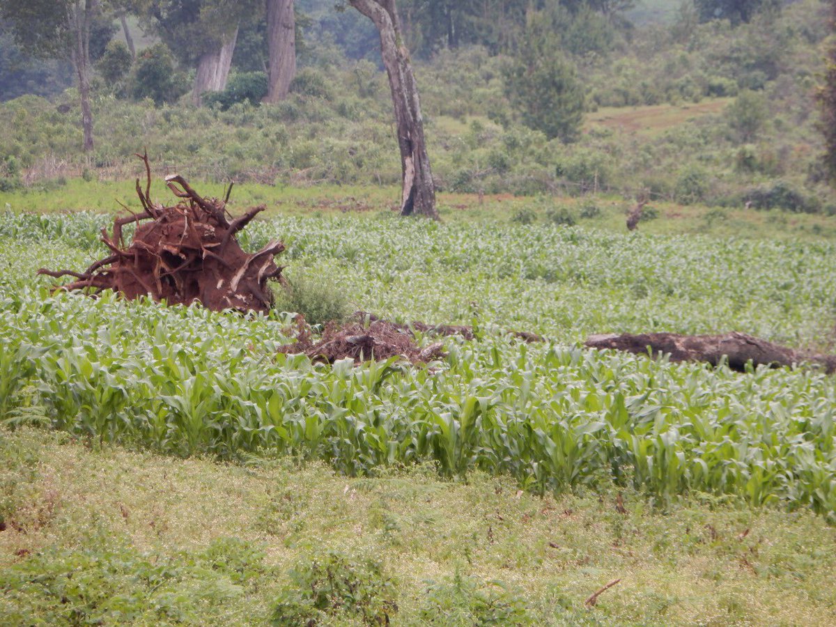 Agriculture is the leading cause of deforestation #SaveMtElgon <a href="/JumbochargeKe/">Jumbo charge</a>