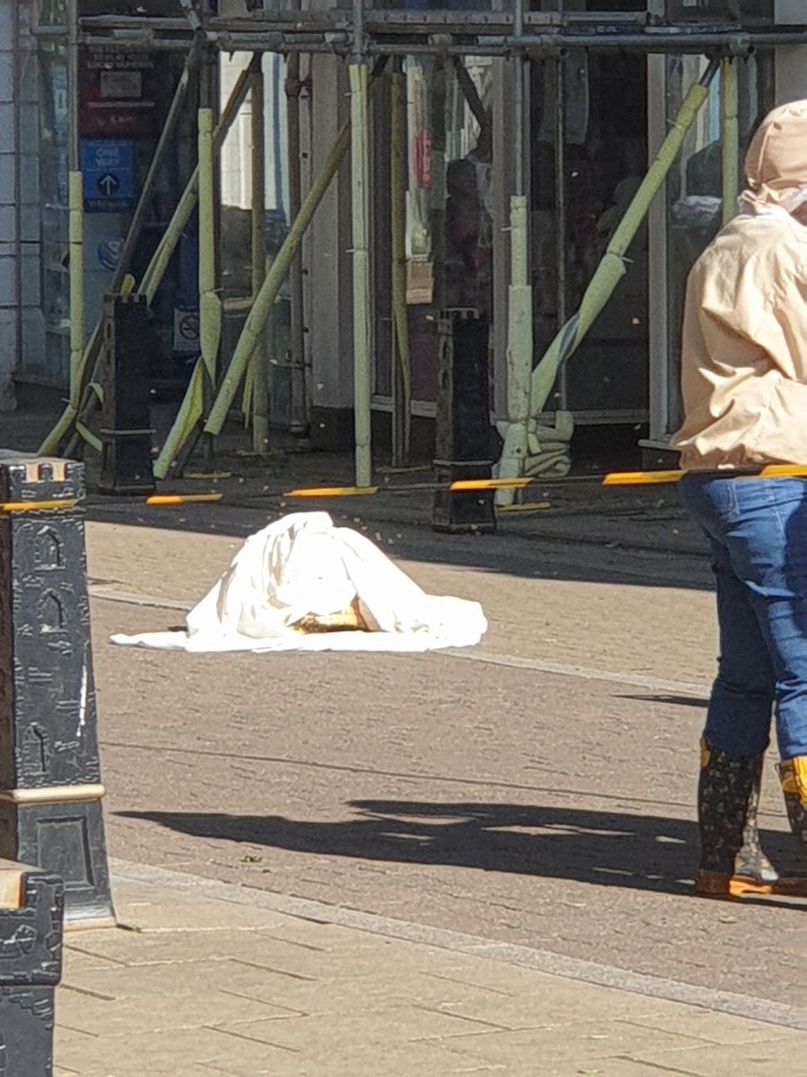 BarbetsPaignton's tweet photo. Hugely exciting times as a 🐝 nest is bee-ing removed in the town centre https://t.co/cjcjv7Vf7j