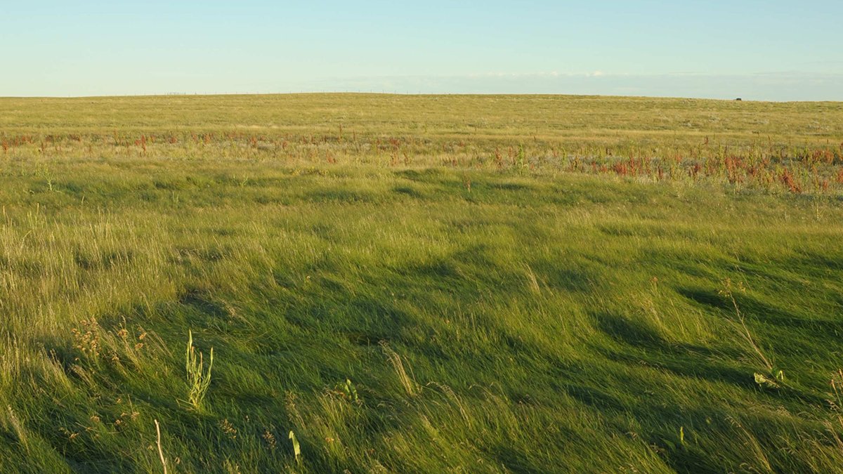 Learn some cool facts about one of the most endangered and least protected ecosystems in the whole world and what you can do to help conserve it. bit.ly/3d9BjLd