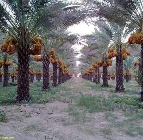 STC06995606's tweet photo. palm tree
 #oliveoil #evoo #extravirginoliveoil #organic #organic #tree #olives #palm https://t.co/iv0F4jHU2Q