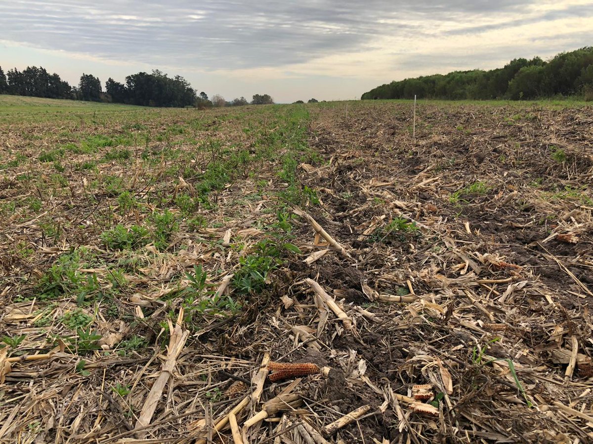INTA_ER's tweet photo. 👋 Hoy! 🚜 Siembra de trigo en el módulo de resguardo ambiental del INTA Paraná. En rastrojo de maíz, un pasaje de reja plana para control de malezas sin plaguicidas; promoviendo estrategias de manejo agronómico para los nuevos desafíos productivos y mayor variabilidad climática. https://t.co/KY7tF648nt