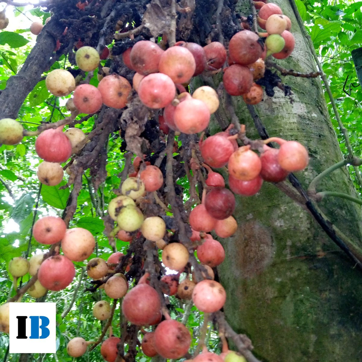 InfoBaney's tweet photo. En la finca de Sera en Baney, se halla en abundancia uno de los alimentos más importantes de los chimpancés. 

#InfoBaney https://t.co/vGqOw6VIFr