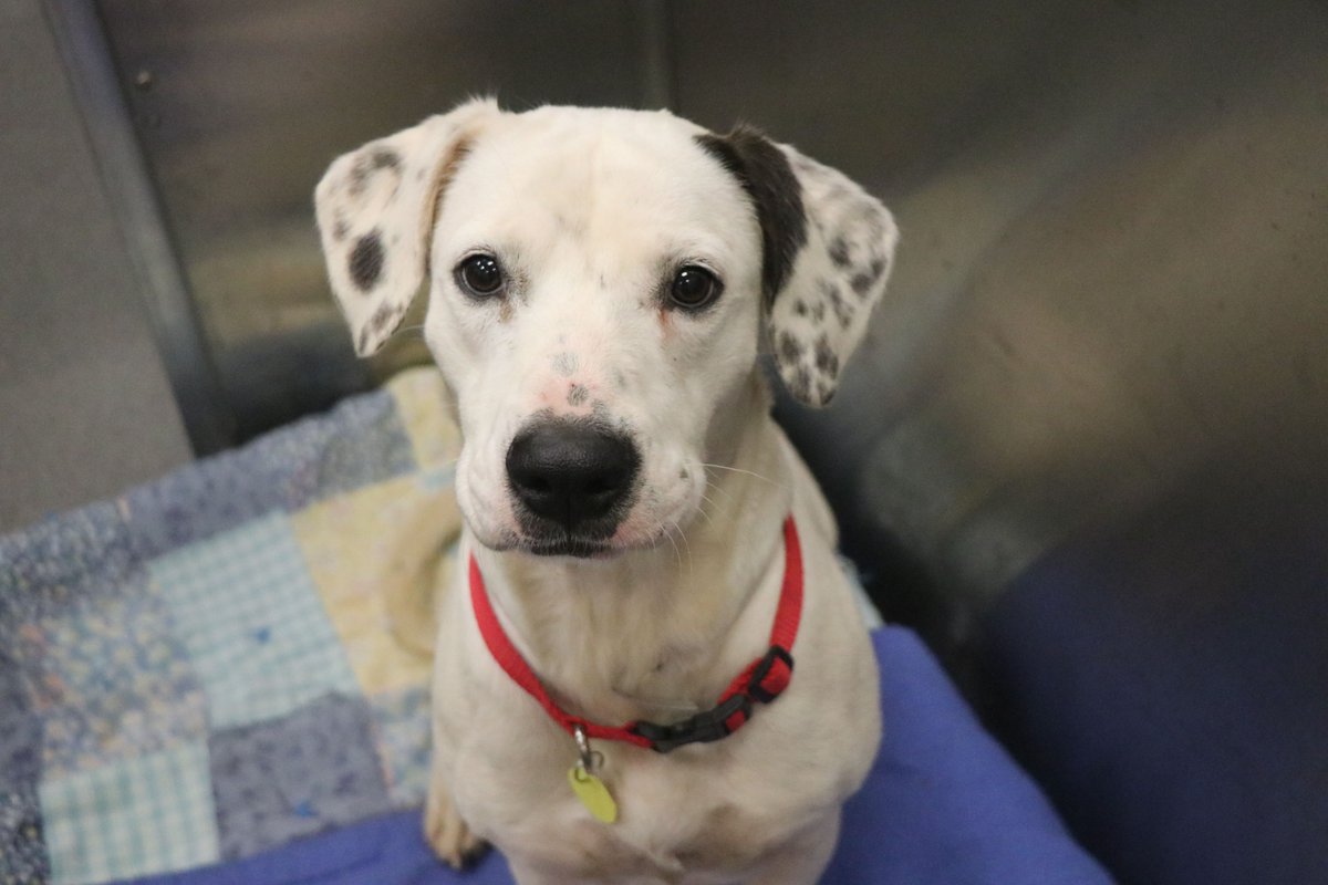 DallasShelter's tweet photo. NEW KID on the block! How adorable is Nana (#A1102783)?! This pup is one of dozens of adoptable pets that don't have any adoption applications pending yet! Head over to https://t.co/4tPgHSNvbE to apply to adopt Nana or one of our other pets online! #SaveLivesWhileSocialDistancing https://t.co/F1jJBr4dXU