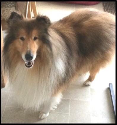 Mollie pug 2 tweet media