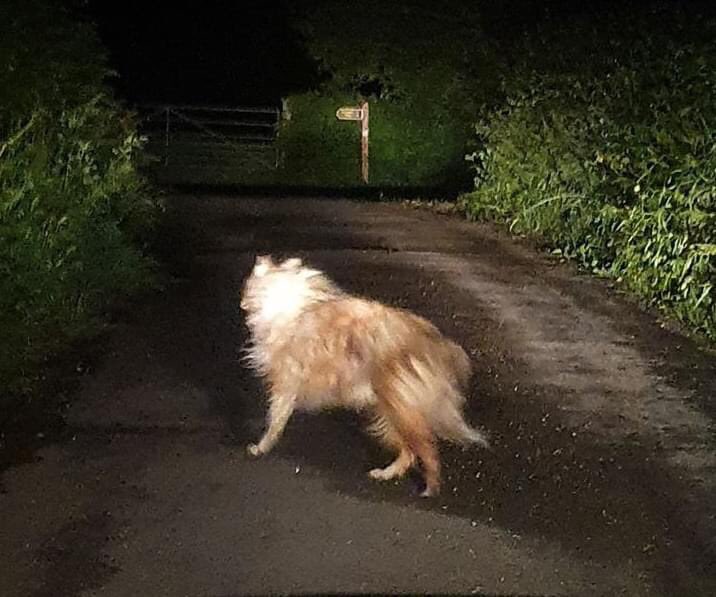 Mollie pug 2 tweet media