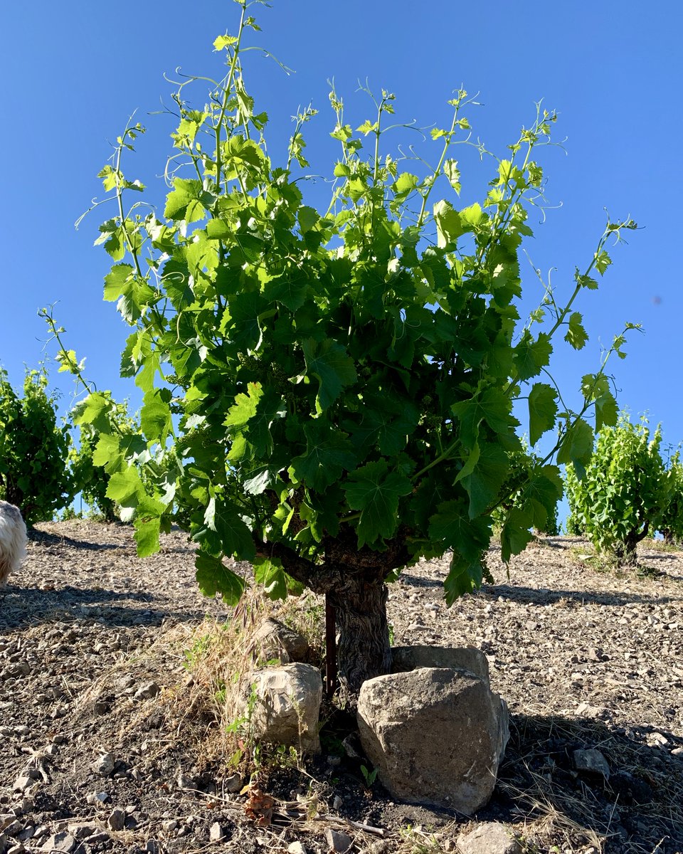 THREAD on Grenache, illustrated by this handsome head-trained, dry-farmed vine in the vineyard block we call Scruffy Hill. At ~15 years, it's just reaching maturity and will produce for decades. Here are some key things to know about the world's seventh-most-planted grape.⁠ 1/