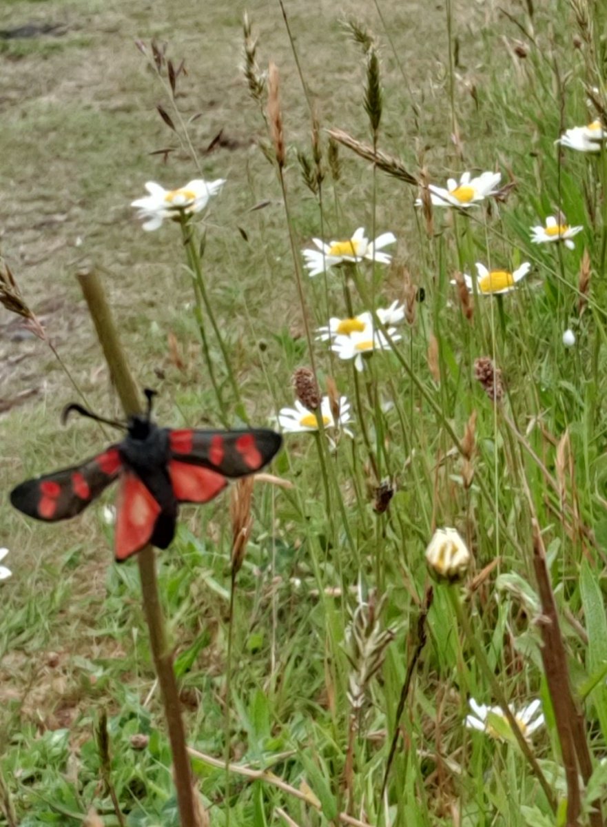 Balfron Nursery tweet media