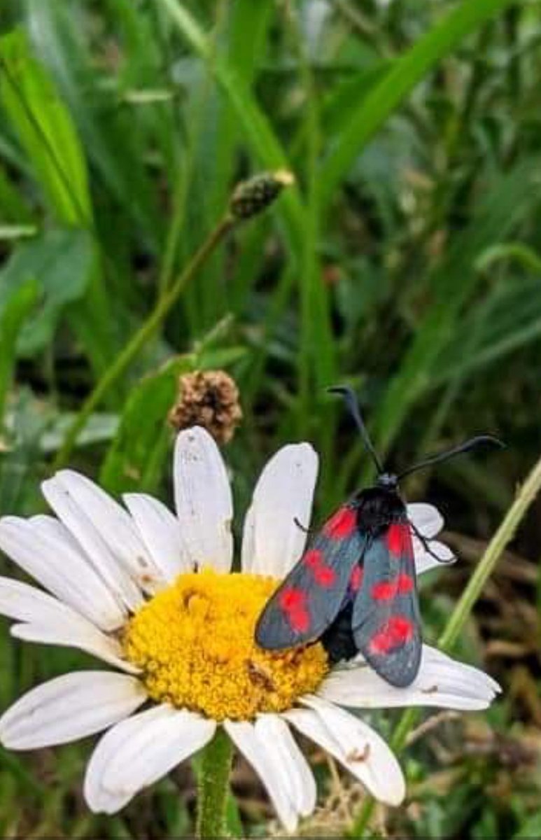 Balfron Nursery tweet media