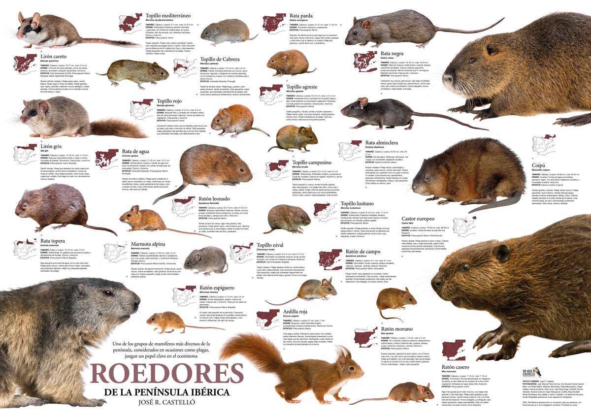 Una nueva entrega de fauna de la península ibérica: poster de roedores de la península ibérica. Se puede descargar a alta resolución e imprimir en formato poster para uso personal o educativo:
drive.google.com/file/d/14WK5Mv…