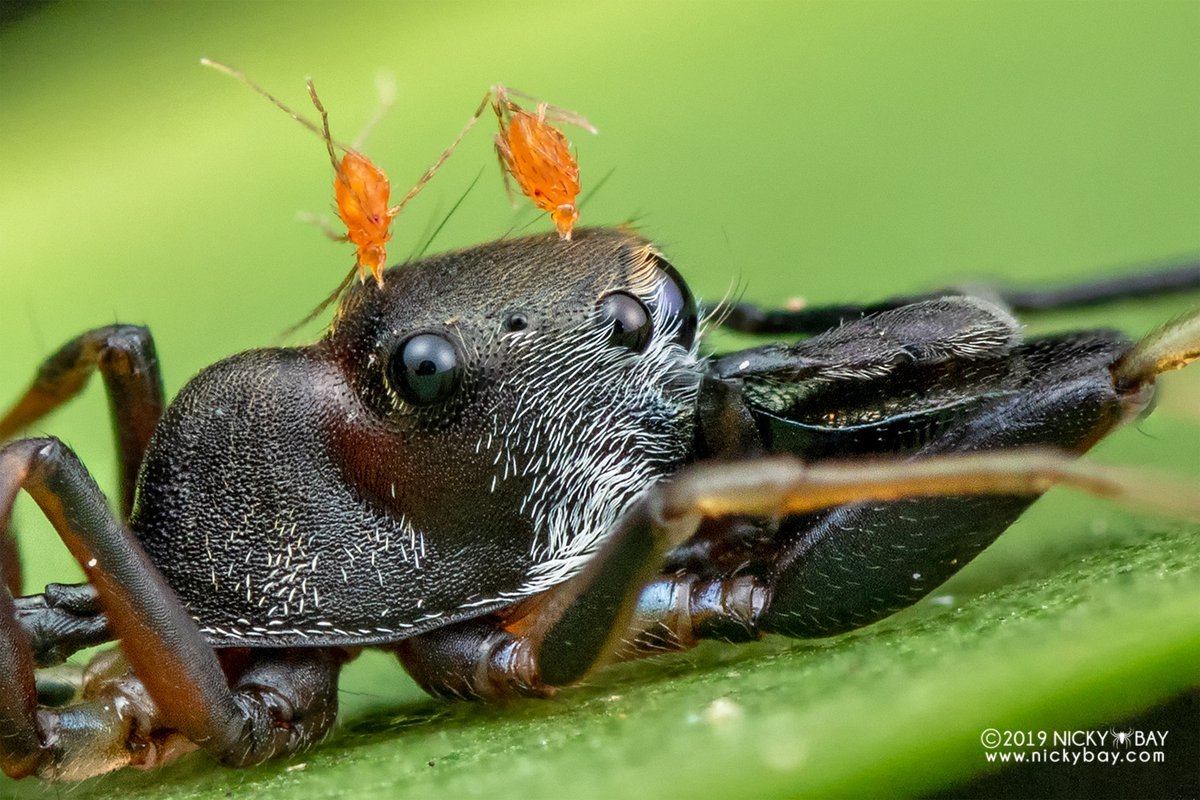 Ant-mimicking salticid not having a fantastic day, with 2 torpedo mites landing on its head.