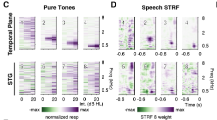 For a subset of participants, we recorded responses to both speech and pure tones. We found beautiful narrow-band tuning curves on the temporal plane whose tuning was recapitulated in our speech-derived spectrotemporal receptive fields.