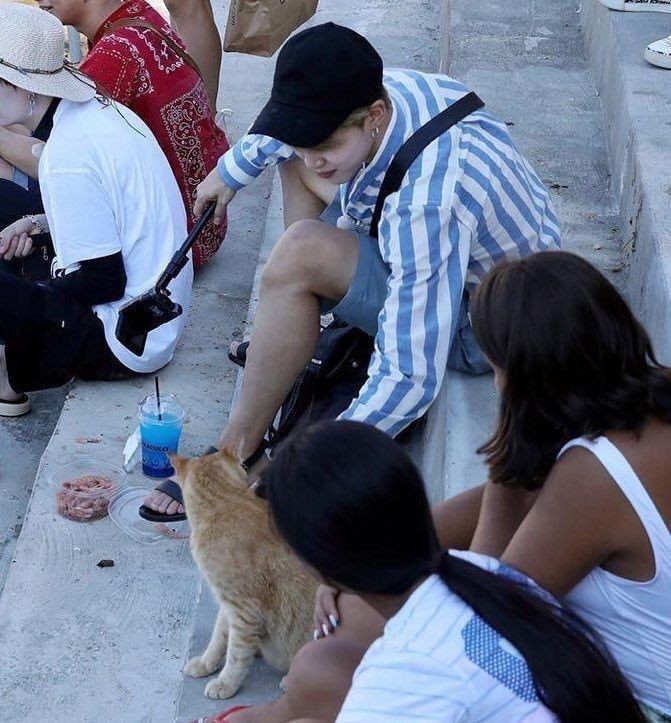 Jimin's endless love towards cats -A thread