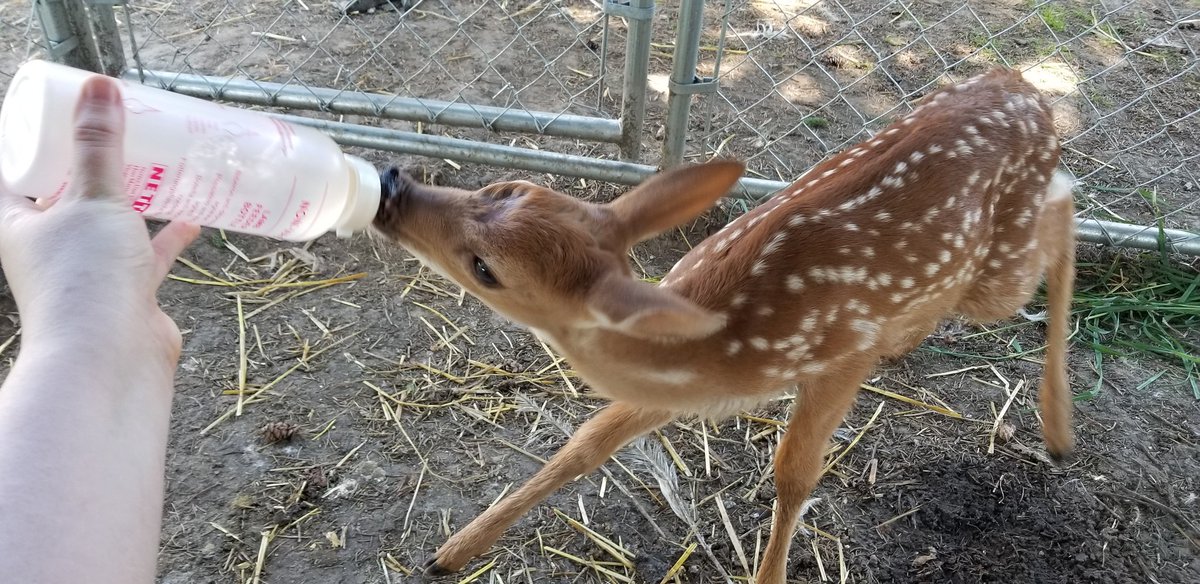 Baby Deer Being Bottle Fed