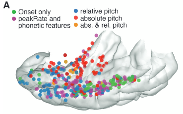 We found an anatomical separation of regions encoding absolute pitch on the temporal plane, while relative pitch was more diffusely localized and was represented more laterally. This extends findings in Tang et al 2017 ( https://doi.org/10.1126/science.aam8577), which were in lateral STG.