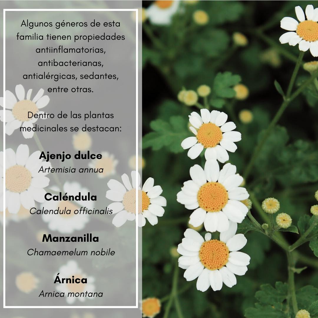 taxboun's tweet photo. Maleza, arbustos y subarbustos, y hasta árboles. Esta familia es de gran importancia debido a la amplia variedad de usos que tienen.
#plantas #plants #nature #biodiversity #biologia #biology #biologist #botany #botanica #asteraceae #compuestas #girasol #calendula #dientedeleon https://t.co/Wrj8s8FrGC