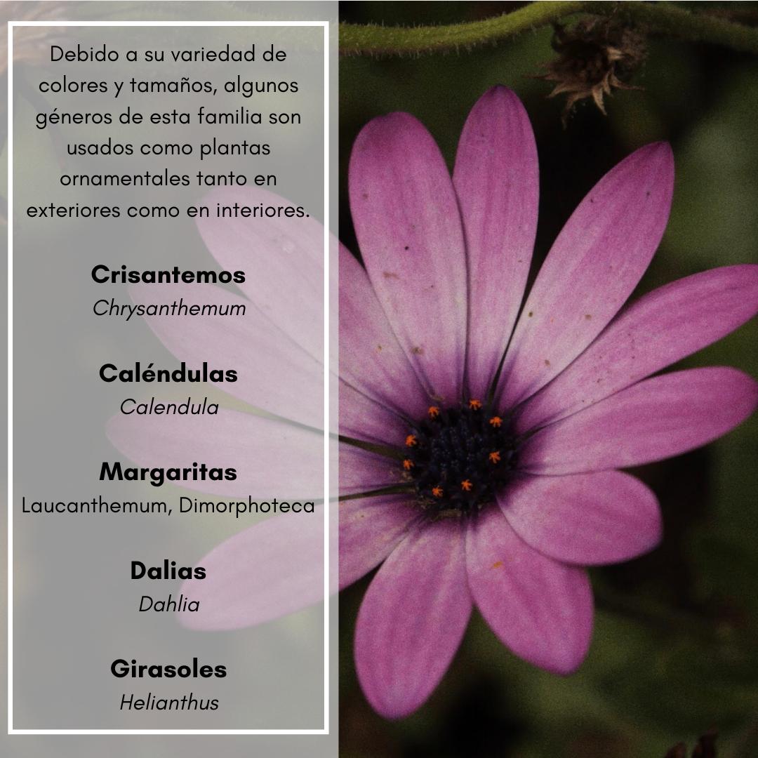 taxboun's tweet photo. Maleza, arbustos y subarbustos, y hasta árboles. Esta familia es de gran importancia debido a la amplia variedad de usos que tienen.
#plantas #plants #nature #biodiversity #biologia #biology #biologist #botany #botanica #asteraceae #compuestas #girasol #calendula #dientedeleon https://t.co/Wrj8s8FrGC