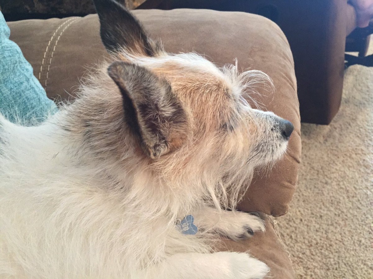 FirestormFan's tweet photo. My dog’s eyebrows... brought to you by the Jim Henson Company! #MuppetLife #MuppetDog #Muppets https://t.co/nVQJ7n3Eam