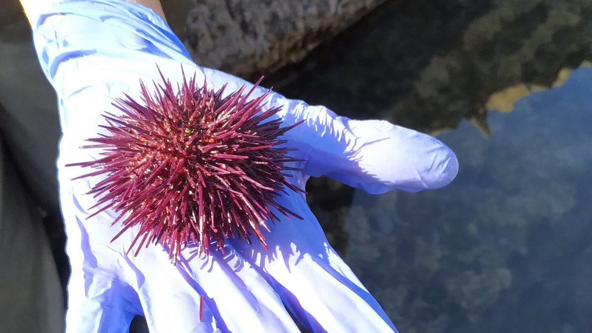 pie_upvehu's tweet image. Sea urchin sampling day in Armintza, following the security measures required by the COVID-19. 
#seaurchin #samplingday #Armintza