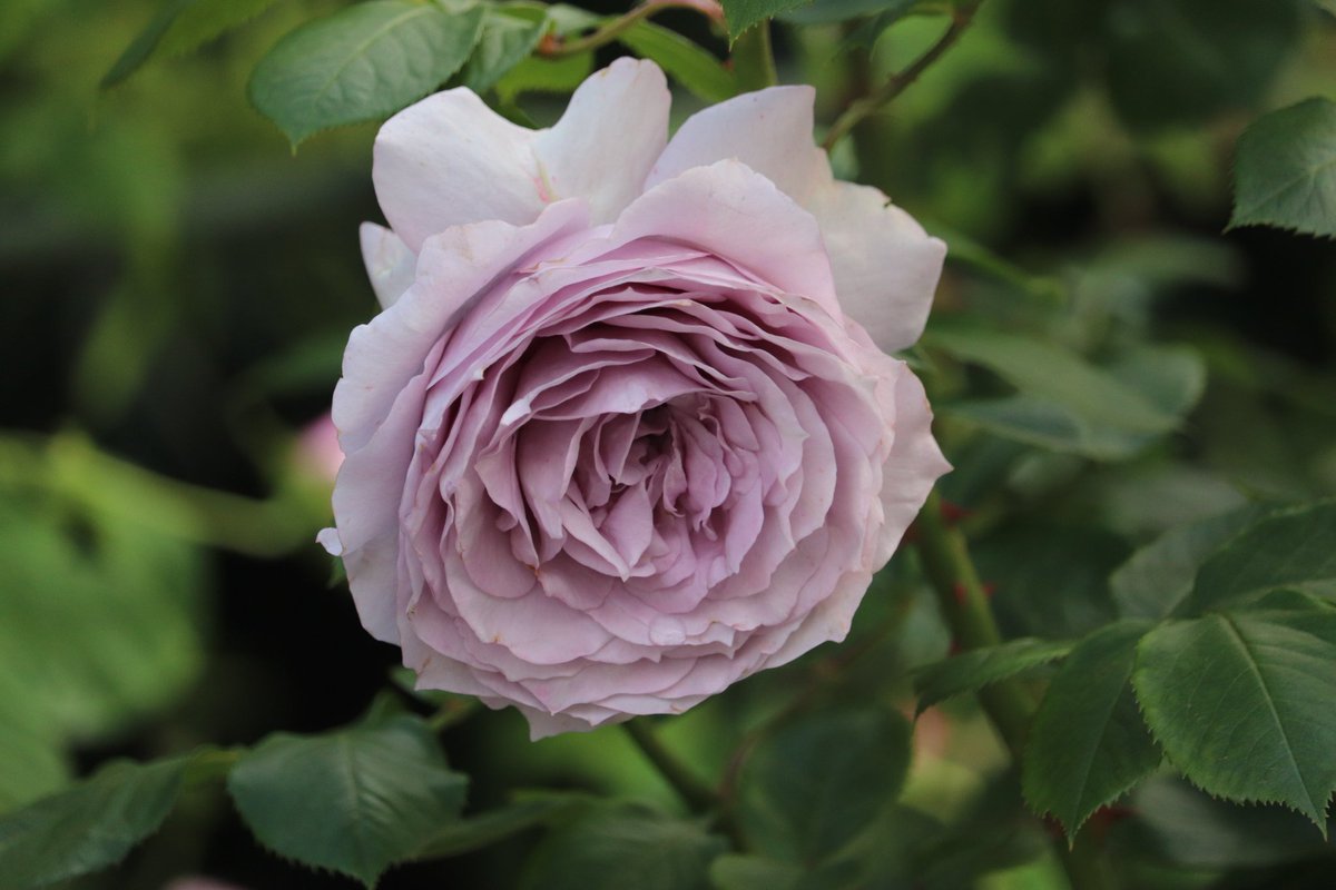 サクラ バラ65 ノヴァーリス 育てやすく強健なブルーローズ 花弁が柔らかく 風雨や暑さに弱いですが沢山の蕾がついて欠点をカバー 安定した存在感を出してくれます ガーデニング バラ 薔薇 ノヴァーリス