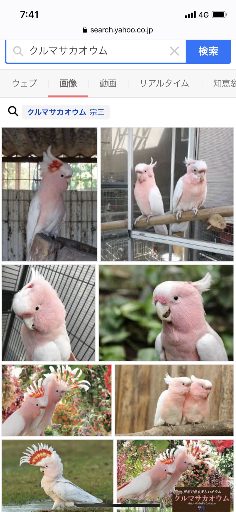 Uzivatel ゆん Na Twitteru Takuma 0624 カメレオンめちゃくちゃ可愛いですね ワニはどうでしょうか オウム が自分の中でブームなんですが オウムだったらクルマサカオウムがこういうの映えそうかな と思いました T Co Iucjy7xxsk Twitter