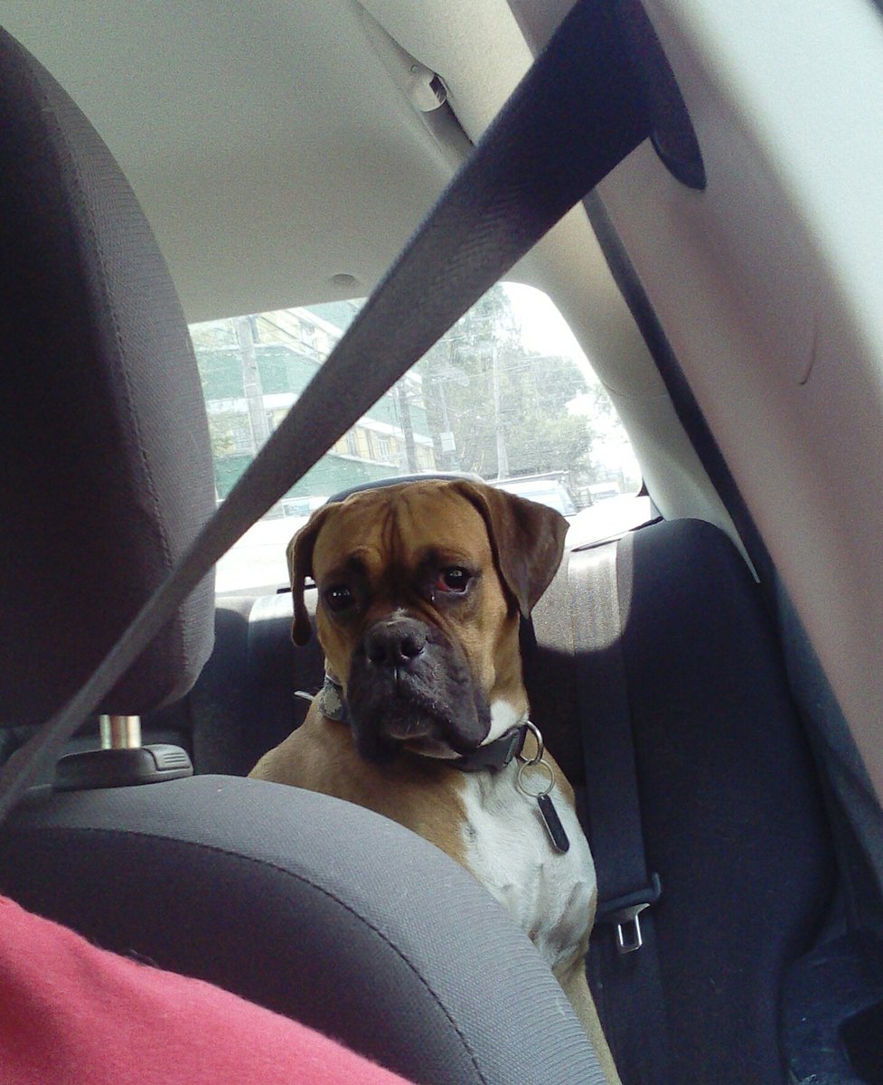 Totopo Spencer usando su Uber perro
#boxerbond #boxerlove #boxerdog #LoveMyDog
<a href="/BoxerDogUnion/">BoxerDogs</a> <a href="/BoxerBond/">Boxer Fan Page</a> <a href="/OwnedByaBoxer/">Owned by a Boxer</a> <a href="/doggiemadness/">Neptune Blogging Boxer</a> <a href="/MundoBoxer/">MundoBoxer.Net</a> <a href="/boxerplanets/">boxerplanets</a>