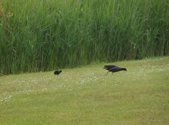 egtgolftours's tweet photo. Moorhen chicks spotted by the 14th hole of the #EdenCourse this week.#golf Scotland #StAndrews https://t.co/Baq32zhc05