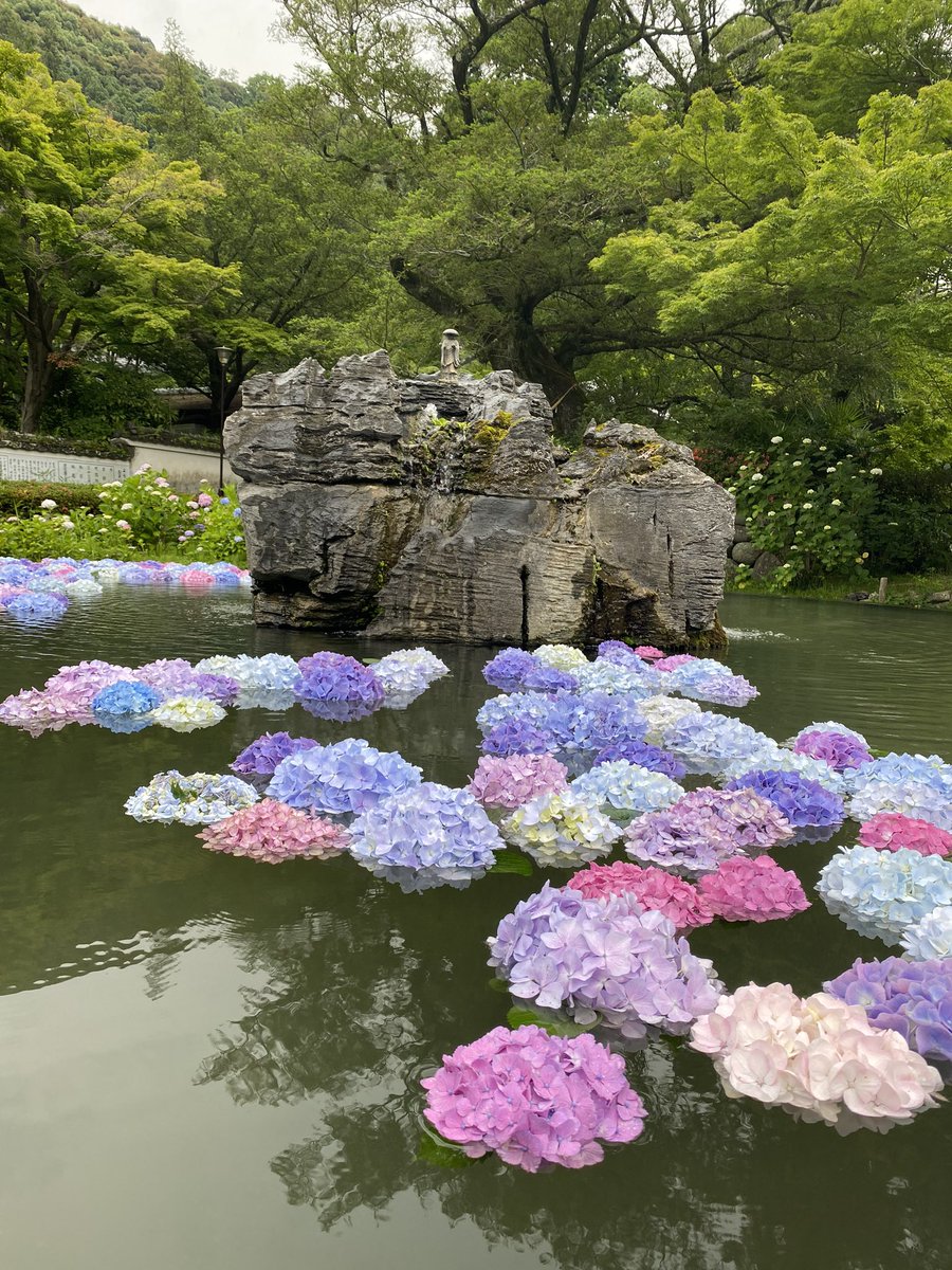 久安寺 久安寺です あじさいうかべ 始めました 今は少し 2週間くらいは替えながら浮かべる予定です 境内北の奥の方の充分に咲ききったアジサイ 境内で場所によって咲き具合はちがうものですね 境内にアジサイ1000株ございます 奥深いですよ 6 久安寺 久安寺です あじさいうかべ 始めました 今は少し 2週間くらいは替えながら浮かべる予定です 境内北の奥の方の充分に咲ききったアジサイ 境内で場所によって咲き具合はちがうものですね 境内にアジサイ1000株ございます 奥深いですよ 6