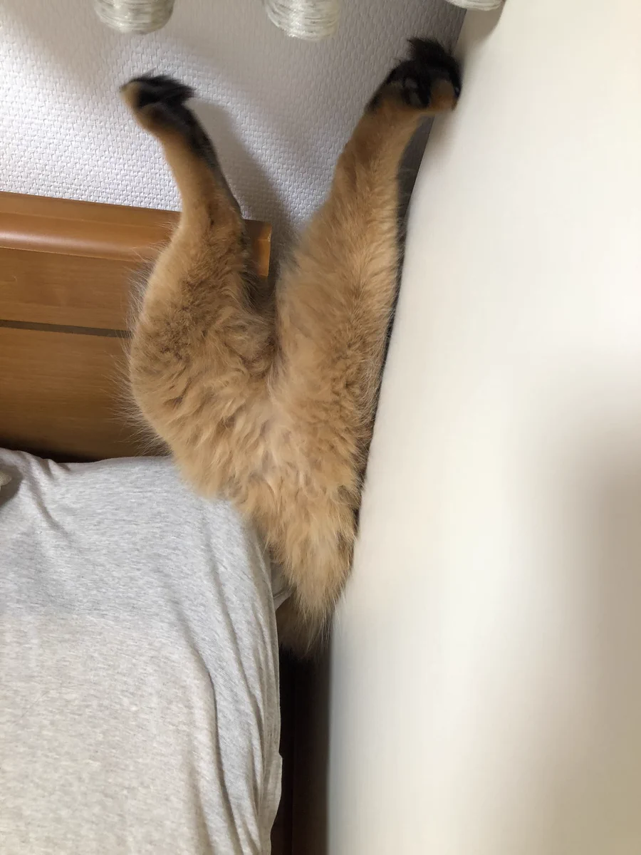 いったい何事！？愛猫がスケキヨになってしまった…ｗｗ