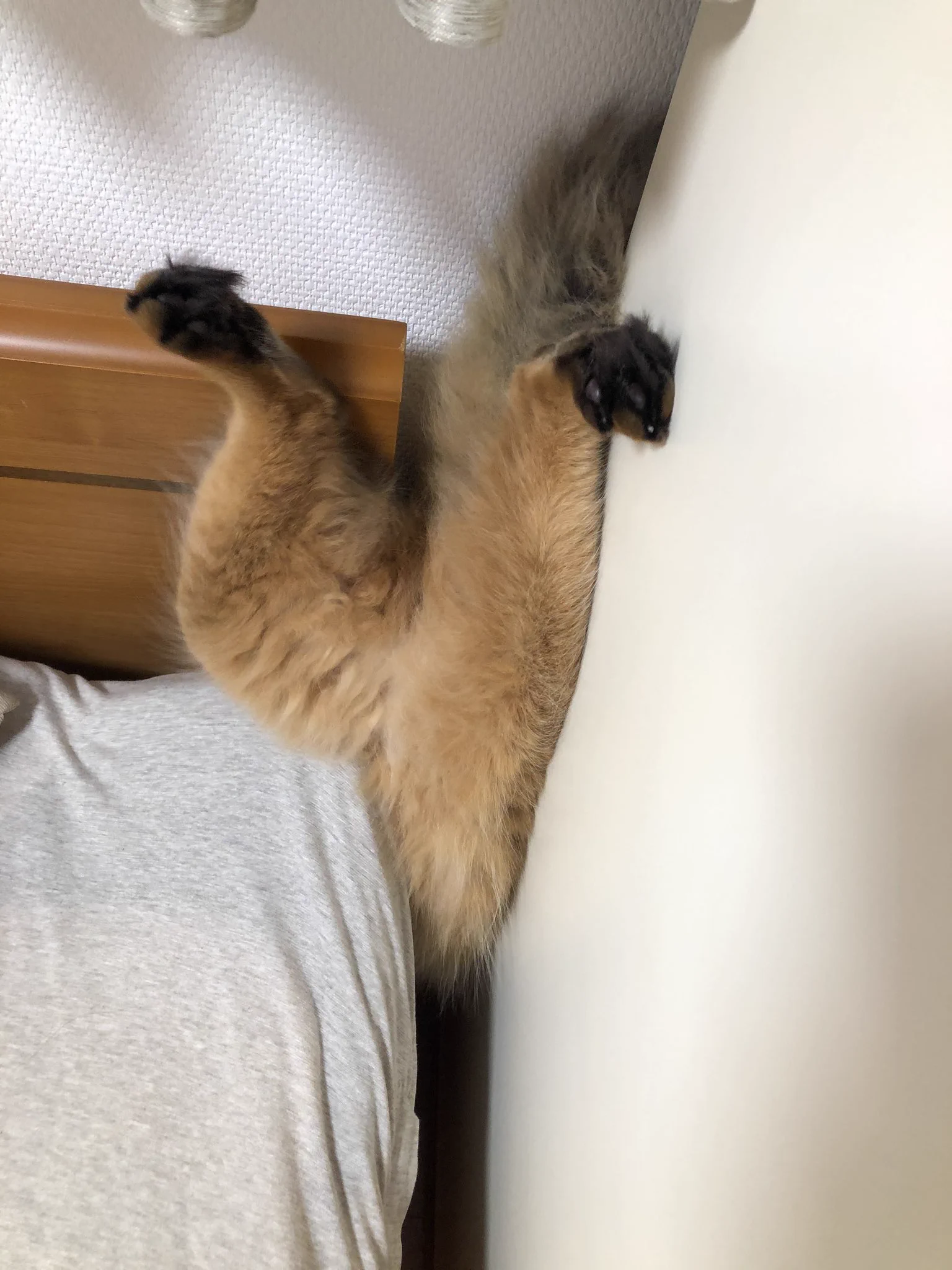 いったい何事！？愛猫がスケキヨになってしまった…ｗｗ