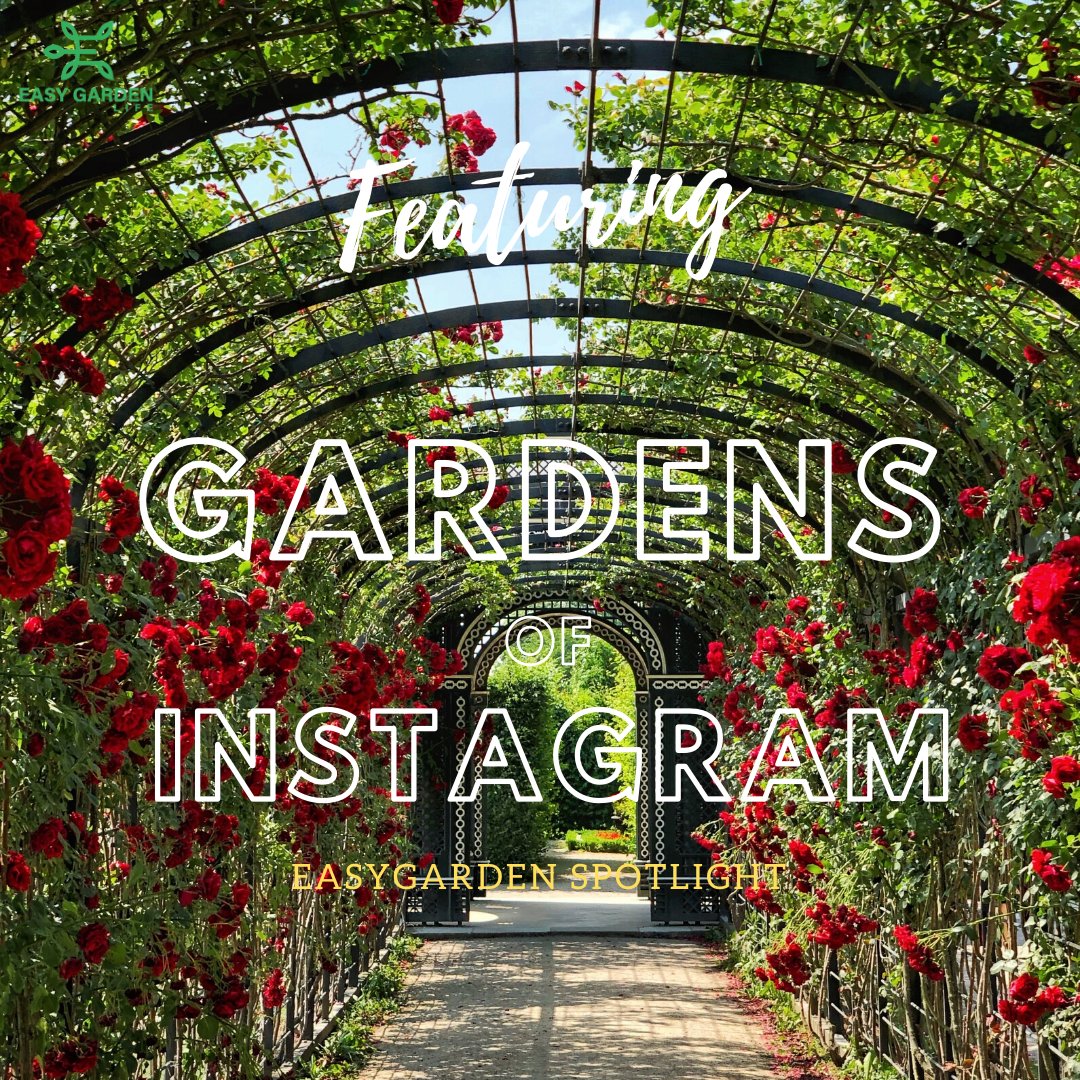 EasyGardenLife_'s tweet photo. Want your amazing garden featured on our page and displayed to the masses? 😍 😍 😍

Follow us on Instagram and send us a DM!!!
@easygardenlife
.
.
.

*All photos will include IG handle and location. Free Promoting purposes only! https://t.co/zkCYotJ29E