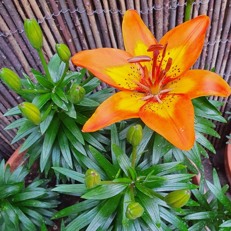 GBBuildingHerts's tweet photo. After every storm there is always sunshine #gettinggoodatthis #builderblooms #lovethegarden #lockdowntalents #builderwithgreenfingers #lockdowngardenrefurb #growyourown #builder #builderhemelhempstead #builderhertfordshire https://t.co/TWeikDIRl4