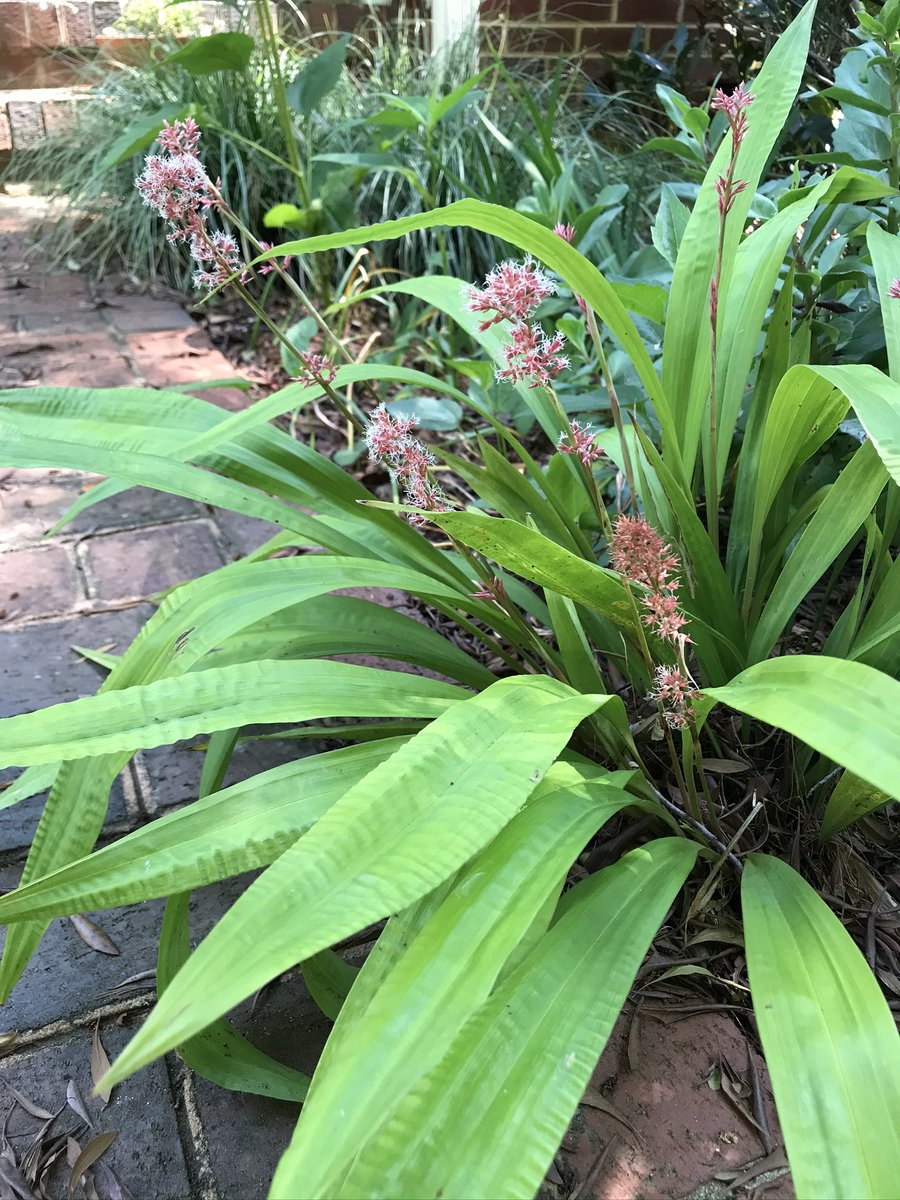 GrassSolutions's tweet photo. Earlier this Spring we promised photos of Carex scaposa in bloom and we are happy to share those with you. These beautiful bloom photos were taken by our Marketing Director Shannon in her yard.
Learn more about Carex scaposa @ https://t.co/bTZdM7fgb6
#sedgesmakesense https://t.co/EgcrYB2PT3