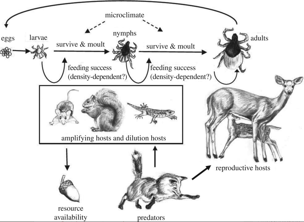 Or Lyme: human encroachment fragments forest > predators/large mammals/specialized species decline; generalist species like mice proliferate > white-footed mice are excellent hosts for ticks/bacteria that cause Lyme > more mice = increased risk of Lyme for people nearby