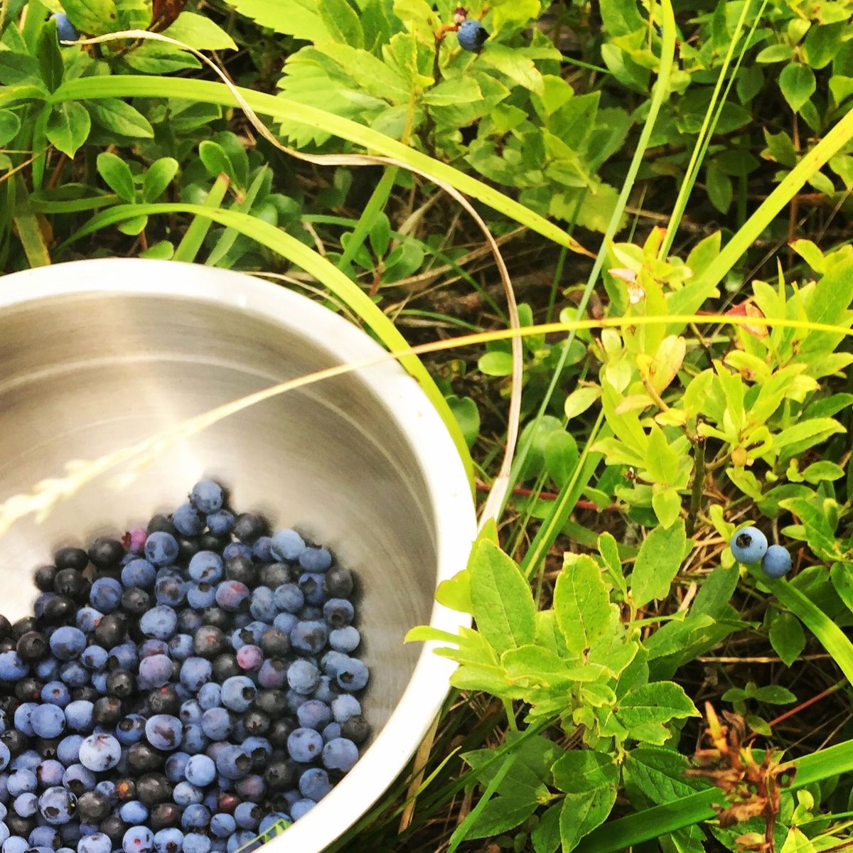 sunrisecornermb's tweet photo. A2: It's not exactly a restaurant, but you won't go hungry at one of the Farmer's Markets in #sunrisecornermb where you can get fresh-baked goodies, hand-crafted preserves and locally-grown produce or simply go out and pick it yourself. #natureshinesmb @ExploreCanada #CanadaChat https://t.co/tlbzYiaYPG