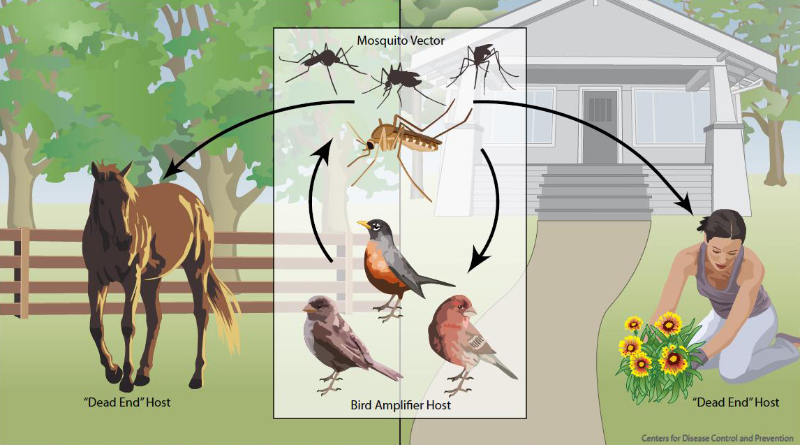 Similarly, in areas w/ high bird diversity, West Nile virus pings between unsuitable hosts & has difficulty establishing itself. In urban environments w/ low bird diversity, where generalist species/suitable hosts like American robins thrive, the risk of infection is much greater