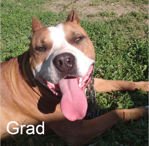 Dog_grad's tweet photo. Pitbull Lovers
#pitbulls
@Pinups4Pitbulls https://t.co/oKwksAK2UB