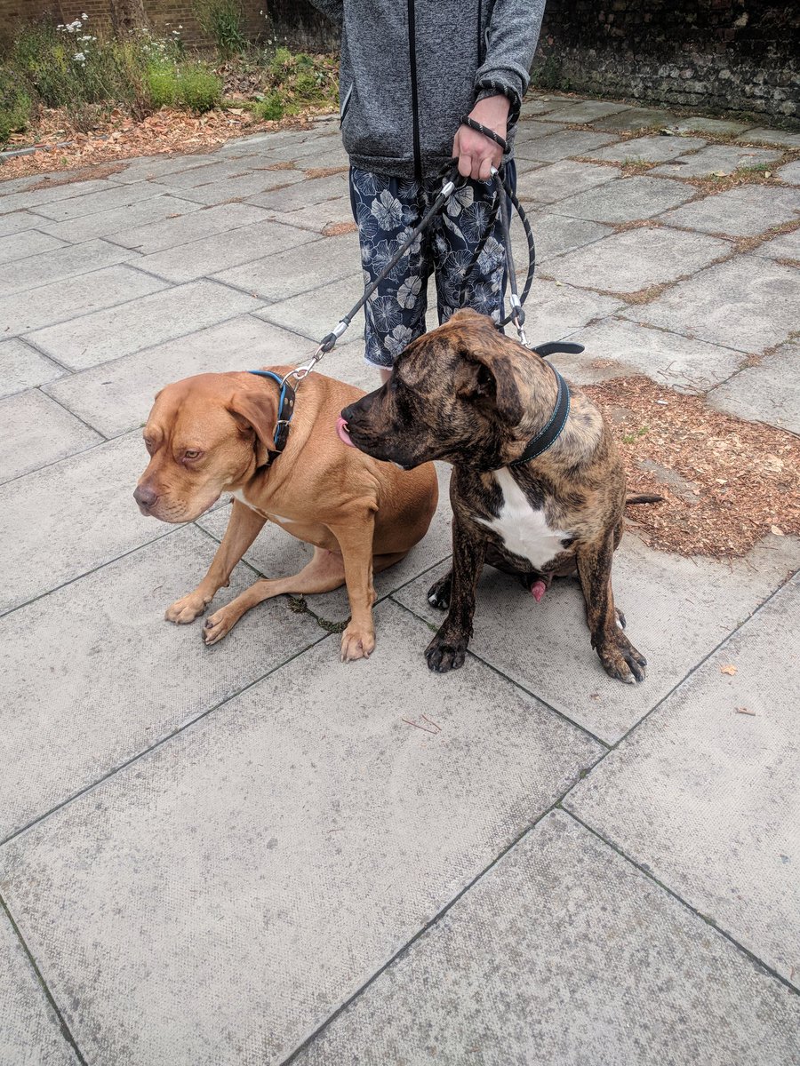 Spot the Puppy..
Lipstick..???..💄